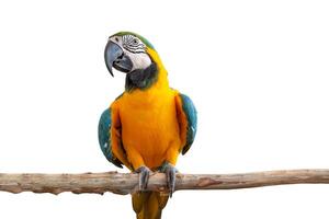 Ara Papagei Vogel Lächeln Fang auf Holz Baum Ast bunt Tier isoliert auf Weiß Hintergrund mit Ausschnitt Pfad foto