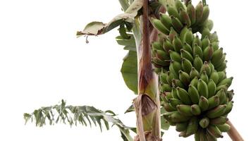 Grün Banane Obst auf Baum foto