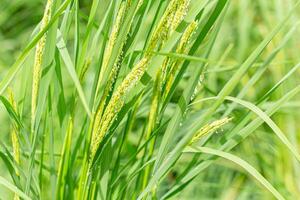 Grün Reis Baby Jasmin Reis gewachsen im asiatisch Land Reis Feld Nahansicht frisch Essen Natur Landschaft foto