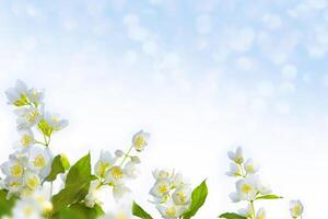 weißer jasmin der zweig zarte frühlingsblumen foto