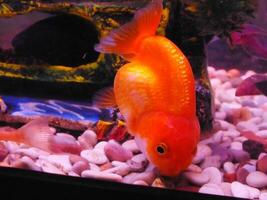 sehr schön Goldfisch Schwimmen im klar Wasser. ein Löwenkopf Goldfisch schwimmt im ein frisches Wasser Aquarium. einer von die meisten Beliebt Haustier ist Goldfisch. foto