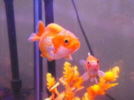 sehr schön Goldfisch Schwimmen im klar Wasser. ein Löwenkopf Goldfisch schwimmt im ein frisches Wasser Aquarium. einer von die meisten Beliebt Haustier ist Goldfisch. foto