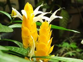 pachystachys Lutea oder Gelb Lutscher Blume. schließen oben hell Farbe Blume. Makro oder selektiv Fokus Blühen Blumen foto