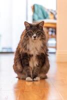 Maine Waschbär Katze mit Grün Augen und grau Pelz foto