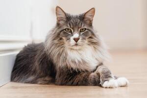 groß Katze mit Grün Augen und grau Pelz Verlegung auf das Fußboden foto