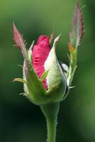 Rose Knospe. ein schön Blühen rot Rose Blume Knospe auf das Baum foto