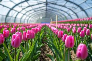 ai generiert beschwingt Tulpen Blühen im kommerziell Gewächshaus mit ai generiert. foto