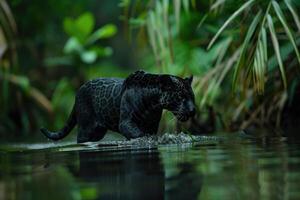 ai generiert mysteriös schwarz Jaguar im ein Urwald Fluss foto