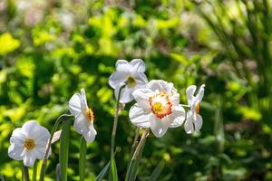 narzisse und narzisse frühlingsblume foto