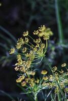 Bild von Grün Dill, Anethum Graveolens foto