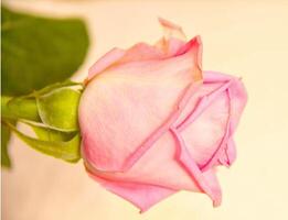 Rose Knospe Blume foto