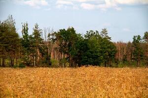 Grastal im Wald im Sommer foto