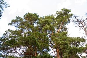 Wald im Sommer, Russland foto