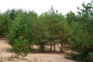 Wald im Sommer, Russland foto