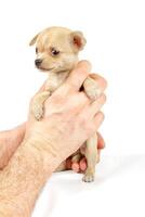 komisch Hündchen Chihuahua posiert foto
