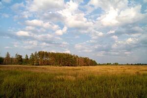 Grastal im Wald im Sommer foto