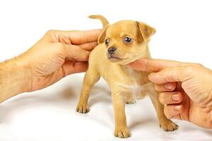 kleiner Chihuahua-Welpe foto