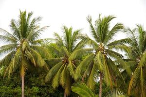 Palme im Süden von Thailand foto