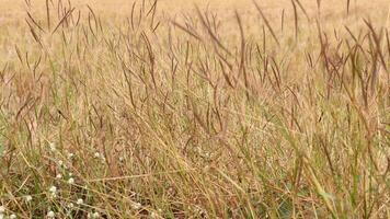 Aussicht von Gelb Reis Felder mit verwischen bewirken foto