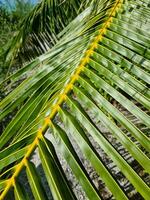 schließen oben von tief Grün Palme Blätter im das Sonne. foto