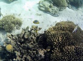 unter Wasser Foto von blass Korallen mit Fisch beim das Malediven.