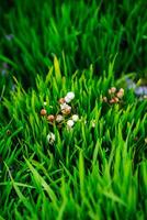 Nahansicht von Grün Gras mit klein Weiß Blumen foto