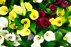 Nahansicht von bunt Blumen mit Grün Blätter foto