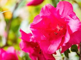 Rhododendron Blumen Blüten im Frühling foto