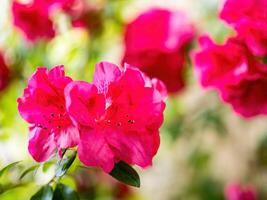 Rhododendron Blumen Blüten im Frühling foto