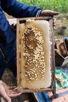 Farmer halten Bienenstock Rahmen mit Bienenwabe und Bienen. foto