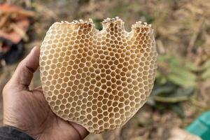 Farmer halten Bienenstock Rahmen mit Bienenwabe und Bienen. foto