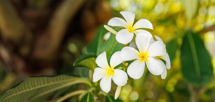 Bäume mit Geäst von Weiß Frangipani Blumen. Blühen Frangipani Blume auf ein Hintergrund von Grün Blätter foto