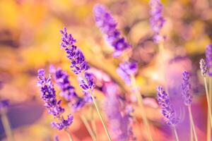 wunderbar Nahansicht Blumen- Panorama. tolle Sommer- verschwommen Landschaft von Blühen Lavendel Blumen, friedlich Sonnenuntergang Sicht, Landwirtschaft szenisch. schön Natur verträumt Hintergrund, inspirieren glücklich Meditation foto