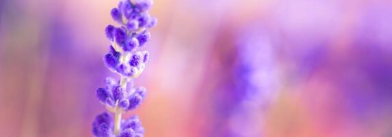 wunderbar Nahansicht Blumen- Panorama. tolle Sommer- verschwommen Landschaft von Blühen Lavendel Blumen, friedlich Sonnenuntergang Sicht, Landwirtschaft szenisch. schön Natur verträumt Hintergrund, inspirieren glücklich Meditation foto