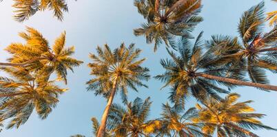 Sommer- Ferien Banner. romantisch Stimmung von tropisch Palme Baum Sonnenlicht auf Himmel Hintergrund. draussen Sonnenuntergang exotisch Laub Nahansicht Natur Landschaft. Kokosnuss Palme Bäume leuchtenden Sonne Über hell Himmel Panorama foto