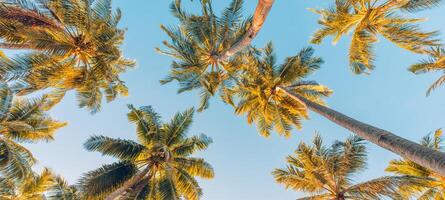 Sommer- Ferien Banner. romantisch Stimmung von tropisch Palme Baum Sonnenlicht auf Himmel Hintergrund. draussen Sonnenuntergang exotisch Laub Nahansicht Natur Landschaft. Kokosnuss Palme Bäume leuchtenden Sonne Über hell Himmel Panorama foto