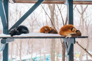 süß Fuchs auf Schnee im Winter Jahreszeit beim zao Fuchs Dorf, miyagi Präfektur, Japan. Wahrzeichen und Beliebt zum Touristen Attraktion in der Nähe von sendai, tohoku Region, Japan. Reise und Ferien Konzept foto