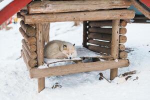 süß Fuchs auf Schnee im Winter Jahreszeit beim zao Fuchs Dorf, miyagi Präfektur, Japan. Wahrzeichen und Beliebt zum Touristen Attraktion in der Nähe von sendai, tohoku Region, Japan. Reise und Ferien Konzept foto