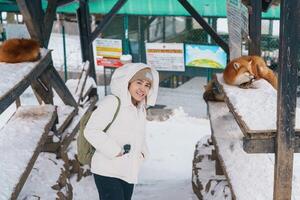 Frau Tourist mit süß Fuchs auf Schnee im Winter Jahreszeit beim zao Fuchs Dorf, Reisender Besichtigung miyagi Präfektur. Wahrzeichen und Beliebt zum Attraktion in der Nähe von sendai, Tohoku, Japan. Reise und Ferien foto