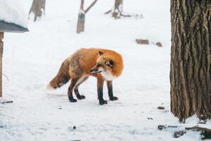 süß Fuchs auf Schnee im Winter Jahreszeit beim zao Fuchs Dorf, miyagi Präfektur, Japan. Wahrzeichen und Beliebt zum Touristen Attraktion in der Nähe von sendai, tohoku Region, Japan. Reise und Ferien Konzept foto