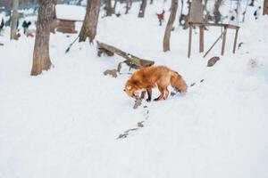 süß Fuchs auf Schnee im Winter Jahreszeit beim zao Fuchs Dorf, miyagi Präfektur, Japan. Wahrzeichen und Beliebt zum Touristen Attraktion in der Nähe von sendai, tohoku Region, Japan. Reise und Ferien Konzept foto