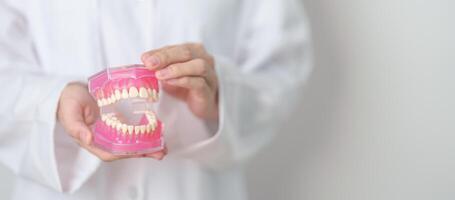 Zahnarzt mit Zahn Anatomie Modell. Oral Zähne und Krankheit, kratzen aus Zahnstein. März Oral Gesundheit, Zahnarzt Tag, falsch Zähne. Zahnschmerzen und Kinder Dental Gesundheit Monat und kieferorthopädisch Gesundheit Tag foto