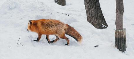 süß Fuchs auf Schnee im Winter Jahreszeit beim zao Fuchs Dorf, miyagi Präfektur, Japan. Wahrzeichen und Beliebt zum Touristen Attraktion in der Nähe von sendai, tohoku Region, Japan. Reise und Ferien Konzept foto