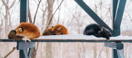 süß Fuchs auf Schnee im Winter Jahreszeit beim zao Fuchs Dorf, miyagi Präfektur, Japan. Wahrzeichen und Beliebt zum Touristen Attraktion in der Nähe von sendai, tohoku Region, Japan. Reise und Ferien Konzept foto