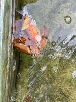 Koi Fische Schwimmen im das Teich foto