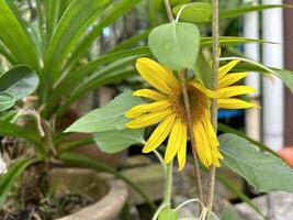 Garten Sonnenblume schließen oben Aussicht foto