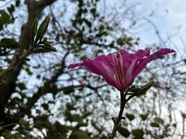 Rosa Blume schließen oben Schuss auf das Baum foto