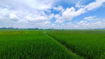 schön Landschaft von Reis Feld oder Paddy Feld mit Wolkenlandschaft und Blau Himmel foto