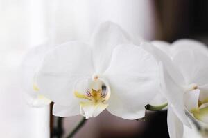 Ast von Blühen Weiß Orchidee Nahaufnahme, Phalaenopsis.. foto