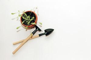 Garten Hand Werkzeug, ein Topf mit ein Sämling Pflanze foto